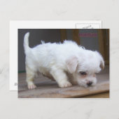 Carte Postale Joli chiot (Devant / Derrière)