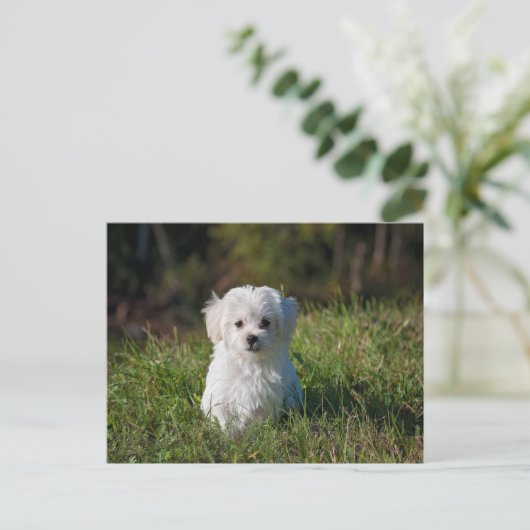 Carte Postale Joli chiot blanc (Debout devant)