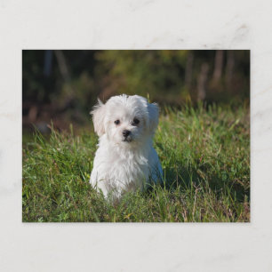 Carte Postale Joli chiot blanc