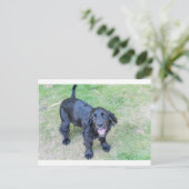 Carte Postale Joli chiot noir (Debout devant)