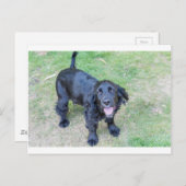 Carte Postale Joli chiot noir (Devant / Derrière)