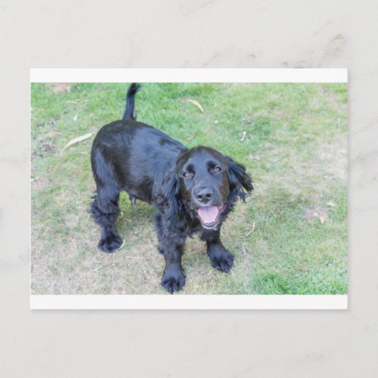 Carte Postale Joli chiot noir (Devant)
