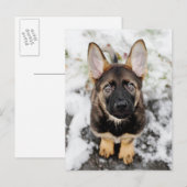 Carte Postale Joli Chiot Qui Regarde (Devant / Derrière)