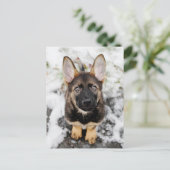 Carte Postale Joli Chiot Qui Regarde (Debout devant)