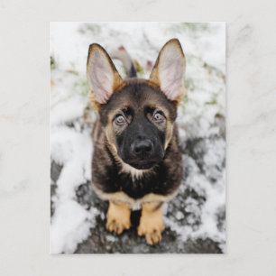 Carte Postale Joli Chiot Qui Regarde