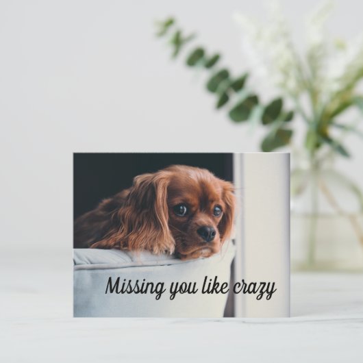 Carte Postale Joli Chiot Triste Manquant Vous Aimez Fou (Debout devant)