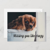 Carte Postale Joli Chiot Triste Manquant Vous Aimez Fou (Devant / Derrière)