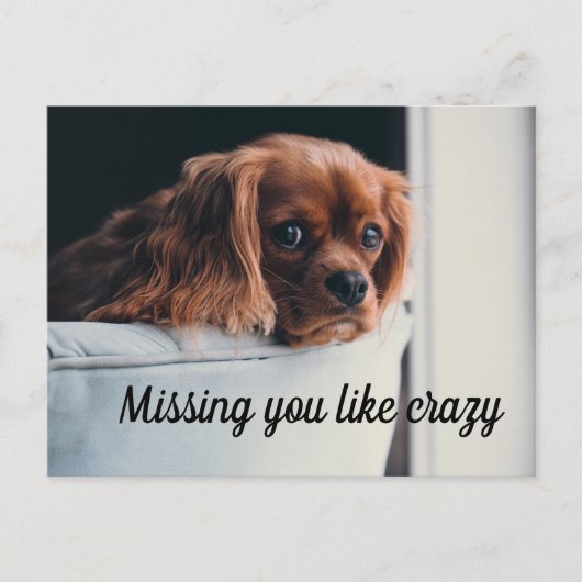 Carte Postale Joli Chiot Triste Manquant Vous Aimez Fou (Devant)
