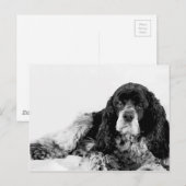 Carte Postale Joli Cocker Spaniel (Devant / Derrière)