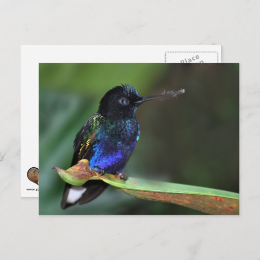 Carte Postale Joli colibri noir, bleu et vert (Devant / Derrière)