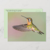 Carte Postale Joli Colibri Volant (Devant / Derrière)
