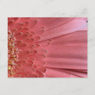 Carte Postale Joli Coral rose Gerbera Daisy