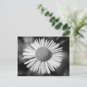 Carte Postale Joli Daisy (Debout devant)
