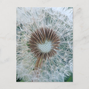 Carte Postale Joli Dandelion blanc