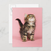Carte Postale Joli en Kitten rose (Devant / Derrière)