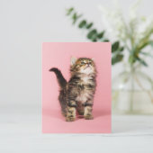 Carte Postale Joli en Kitten rose (Debout devant)