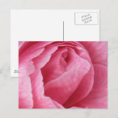 Carte Postale Joli en rose (Devant / Derrière)