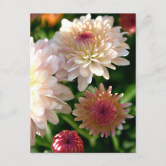 Carte Postale Joli en rose