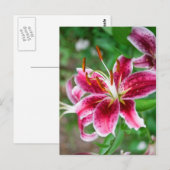 Carte Postale Joli en rose (Devant / Derrière)