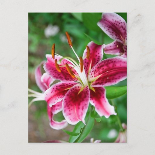 Carte Postale Joli en rose (Devant)