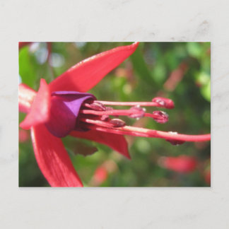 Carte Postale Joli en rose.