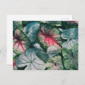 Carte Postale Joli feuille (Devant / Derrière)