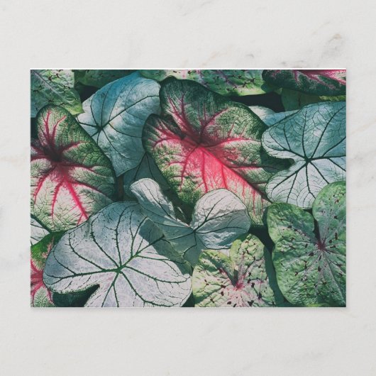 Carte Postale Joli feuille (Devant)