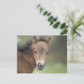 Carte Postale Joli Foal Baby Horse (Debout devant)