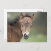 Carte Postale Joli Foal Baby Horse (Devant / Derrière)