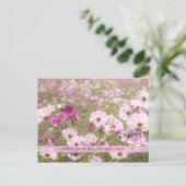 Carte Postale Joli Fuchsia Cosmos rose Fleur Champ soleil (Debout devant)