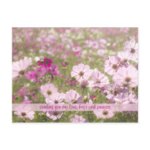 Joli Fuchsia Cosmos rose Fleur Champ soleil