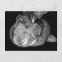 Joli Géant Flamand Un Lapin T'Aime !