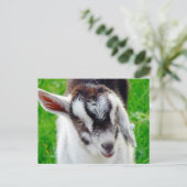 Carte Postale Joli goat (Debout devant)