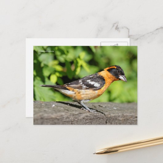 Carte Postale Joli Grosbeak à tête noire (Devant/Arrière en situation)