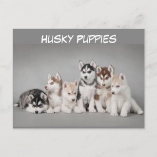 Carte Postale Joli groupe de marionnettes Husky