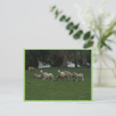 Carte Postale Joli Groupe De Moutons Mangeant De L'Herbe (Debout devant)