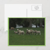 Carte Postale Joli Groupe De Moutons Mangeant De L'Herbe (Devant / Derrière)