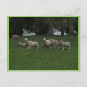 Carte Postale Joli Groupe De Moutons Mangeant De L'Herbe