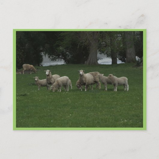 Carte Postale Joli Groupe De Moutons Mangeant De L'Herbe (Devant)