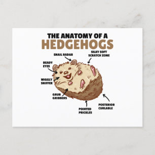 Carte Postale Joli Hérisson Explication Anatomie D'Un Hérisson