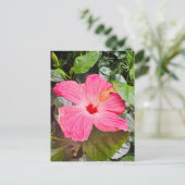 Carte Postale Joli Hibiscus rose (Debout devant)