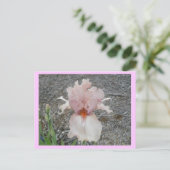 Carte Postale Joli Iris Rose (Debout devant)