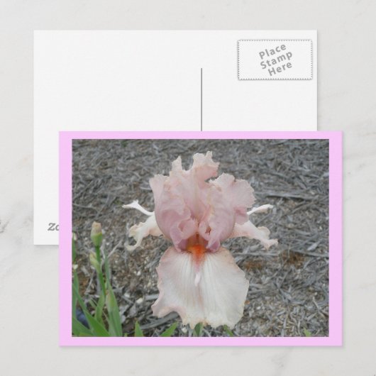 Carte Postale Joli Iris Rose (Devant / Derrière)