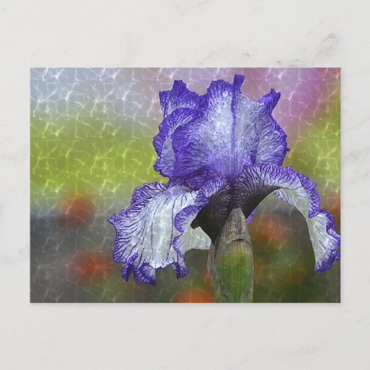 Carte Postale Joli Iris Violet (Devant)