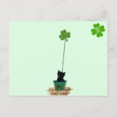 Carte Postale Joli Jack La Saint Patrick du Chat (Dos)