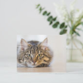 Carte Postale Joli Kitty Vous regarde (Debout devant)