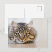 Carte Postale Joli Kitty Vous regarde (Devant / Derrière)
