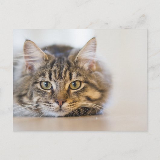 Carte Postale Joli Kitty Vous regarde (Devant)