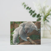 Carte Postale Joli koala endormi (Debout devant)