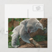 Carte Postale Joli koala endormi (Devant / Derrière)